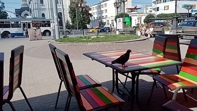 голодные птички