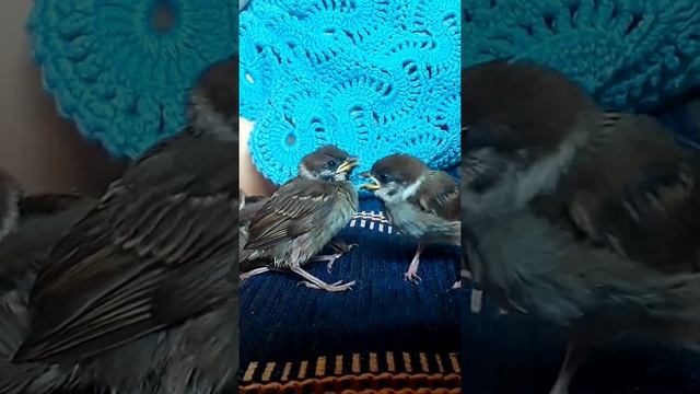 Птенцы воробья ругаются/Sparrow chicks fight #shorts