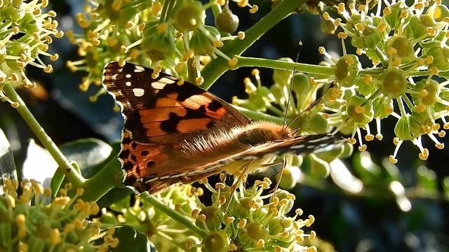 Resim 02 EKİM 2015 смотреть онлайн