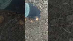 Посадка лука на репку и зелень.Мостовой способ посадки лука.