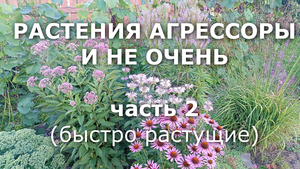 Растения агрессоры ч.2