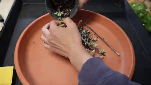 Properly Propagate Variegated Portulacaria Afra(3 Weeks Update) смотреть онлайн