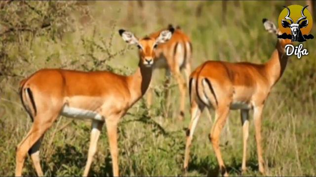 Animal names in Kalanga смотреть онлайн