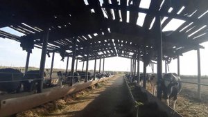 Купить товарных телек молочных пород КРС можно у нас от 30 голов живым весом. Продажа КРС оптом в Р