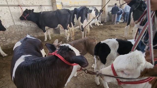 Имруз дар Молбозори Ленский будем 4 октября 2023 г. смотреть онлайн