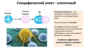 6.2 Иммунитет (8 класс) - биология, подготовка к ЕГЭ и ОГЭ 2019