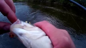 Голавль на спиннинг. Ультралайт. Воблер Jackall Chubby 38