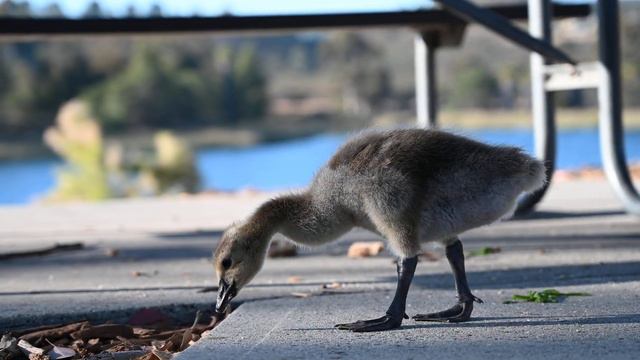 2021.06.11 - Nikon Z6ii + 24-70 f/4 S 4K video test 7 смотреть онлайн