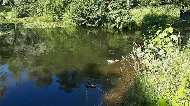 Питер Где живет жадная утка смотреть онлайн