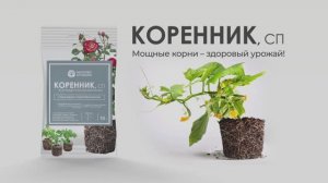 Коренник, СП: мощные корни — здоровый урожайй