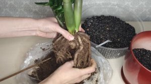 Замиокулькас Зензи (Долларовое дерево). Пузатый толстячок. Неприхотливое медленнорастущее растение.