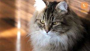 Все, что вы хотели знать о сибирских кошках и уходе за ними