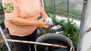 Какие дрожжи могут стать настоящим СУПЕР УДОБРЕНИЕМ для овощных растений? Уникальная подкормка