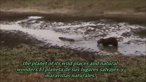capybara mating.monta  copula  спаривание ,कैपिबरा संभोग,كابيبارا التزاوج,kawin ,