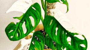 MONSTERA ADANSONII VARIEGATA