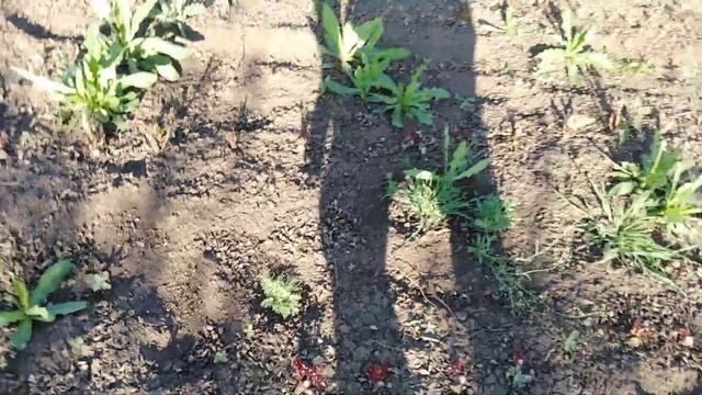 Моя вторая плантация роз! Шиповник на семена! смотреть онлайн