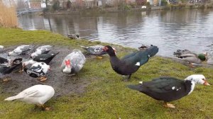 Feeding the ducks