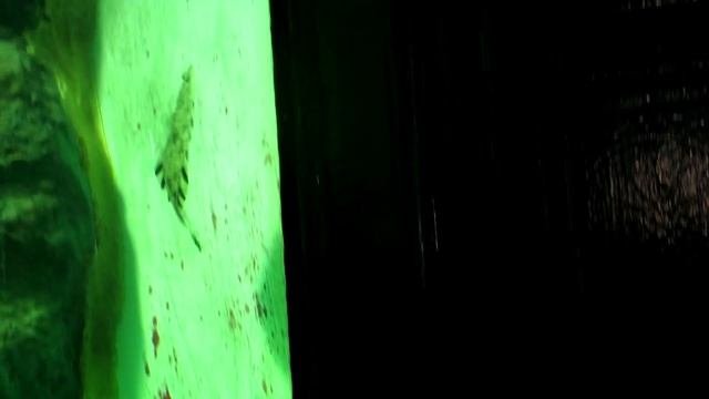 Как  камбала плавает?