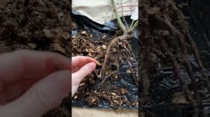 Саженец Роза Блю Мун от гардемарт