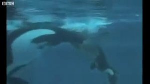 Уникальное видео. Роды касатки.