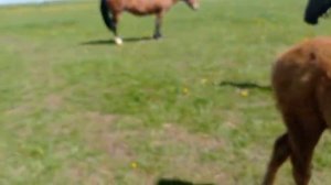 ТЯЖЕЛОВОЗ русский 950 кг весом