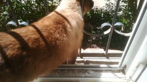 Мою окна, тайцы помогают)