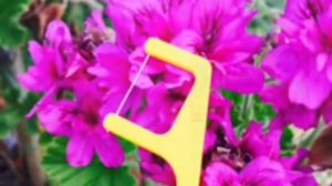 Разновидности и ассортимент зубочисток с нитью Флосстик.