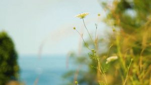 Преподобный Иосиф Исихаст. Воля Божия