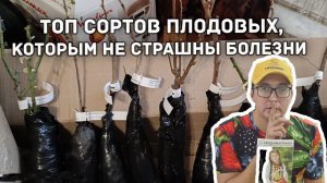 Лучшие сорта плодовых, которым не страшны болезни