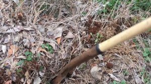 TRANSPLANTING BLACKBERRIES IN THE WINTER