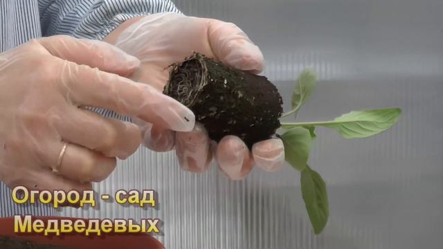 Гербера Джеймсона - от посева до цветения. Мой опыт выращивания