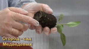 Гербера Джеймсона - от посева до цветения. Мой опыт выращивания