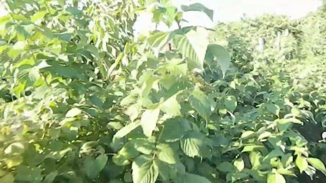 два урожая малины за сезон || два уражая с малины || ягода малина || малина на зиму смотреть онлайн