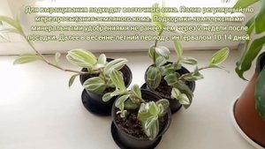Традесканция белоцветковая «Albovittata». Черенкование (Tradescantia albiflora «Albovittata»)
