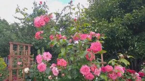 Две хорошие розы - Гарденерс Голд и Лавиния