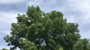 Narrow Leaved Ash (Fraxinus angustifolia) - crown - June 2018