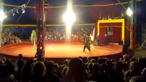 Медведь на велосипеде.