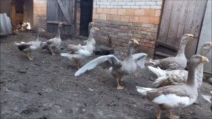 Гуси породы Комогоры