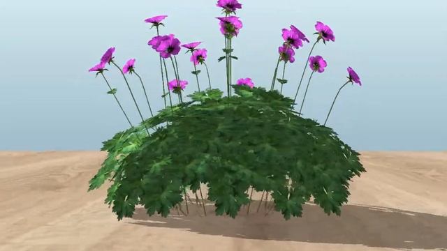 3D Vectorworks model of a purple Geranium with raindrops смотреть онлайн