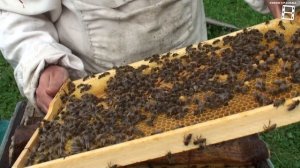 КАК СДЕЛАТЬ ОТВОДОК ПЧЕЛ ИЗ ВТОРОГО КОРПУСА? ВЫВОД ПЧЕЛИНЫХ МАТОК. ПЧЕЛОВОДСТВО ДЛЯ НАЧИНАЮЩИХ