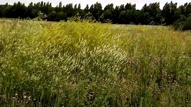 #гармонь#я любил одну милую