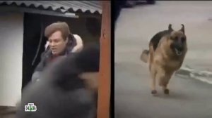 Возвращение Мухтара заставка