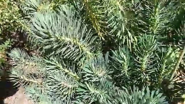 Euphorbia, pruning tips смотреть онлайн