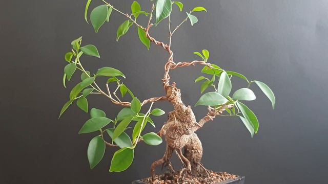 All You Need To Know About Ficus Bonsai Varieties смотреть онлайн