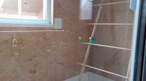 Как приручить строптивого выставочного волнистого попугая