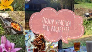 Дачные будни🏡 Что растёт на дачном участке? Расцвели лилии🌺