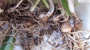 ГИППЕАСТРУМ после открытого грунта.