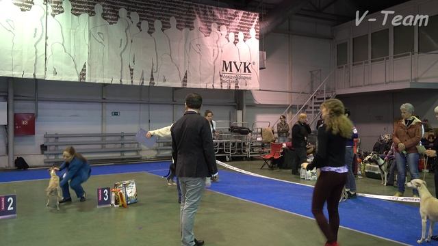 [4K] Монопородная выставка. 16.04.2017. Уиппеты. Бесты породы. смотреть онлайн