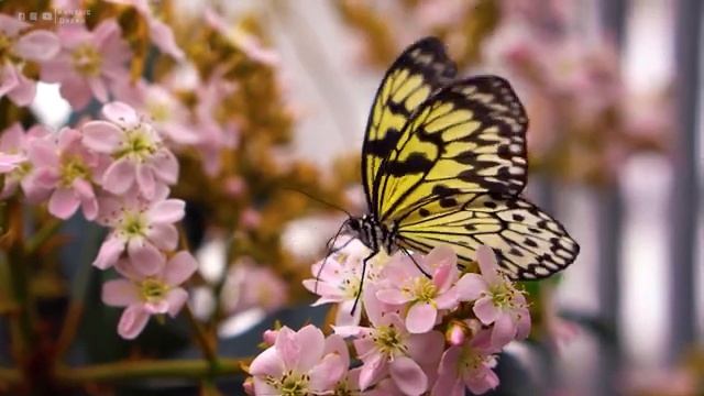 лечебная музыка для сердца и сосудов ? Нежная музыка, успокаивает нервную систему и радует душу смотреть онлайн