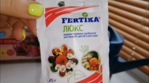 Комнатные цветы покупки для них.